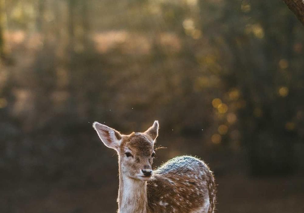 Holographic geometric exploration asset